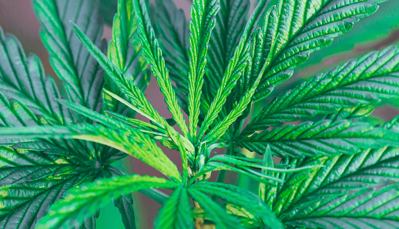 grüne Cannabis Pflanze 